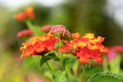 Close-up of orange flowering plant