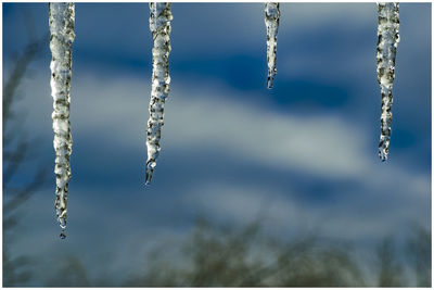 Close-up of frozen plant