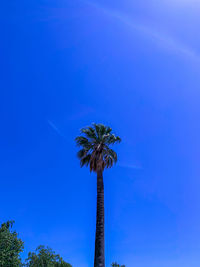 Low angle view of coconut palm tree against blue sky