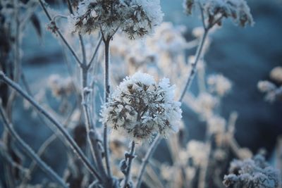 Close-up of frozen flower tree during winter