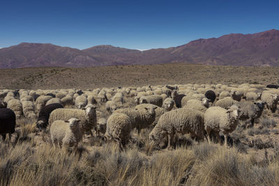 Flock of sheep on field