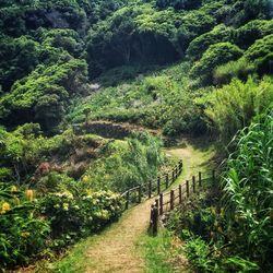 Footpath amidst trees in forest