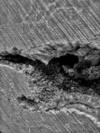 Close-up of log on tree trunk