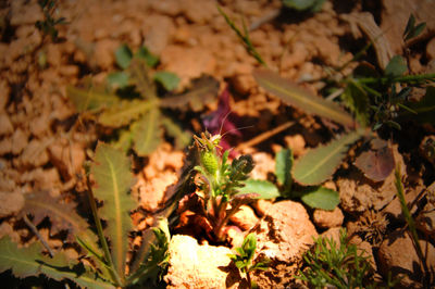 High angle view of flowers blooming outdoors