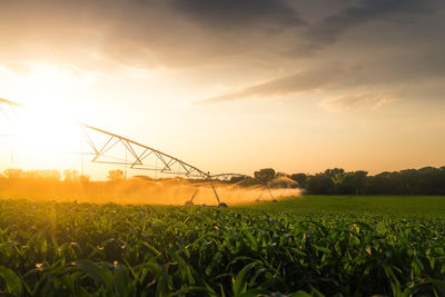 Irrigation system at sunset pouring water over corn field