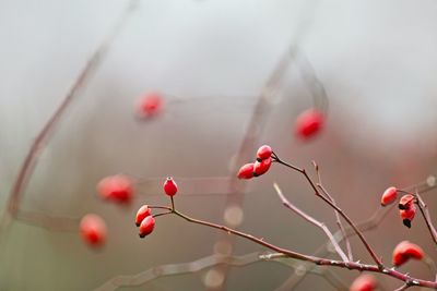 Close-up of red berries growing on tree