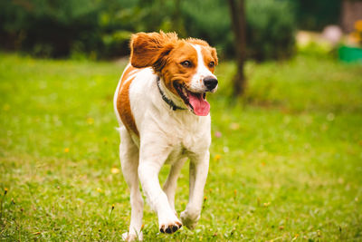 Portrait of dog running on field