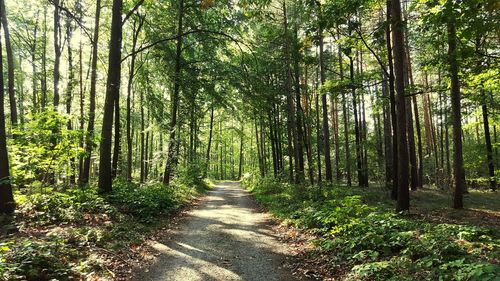 Pathway along trees in forest