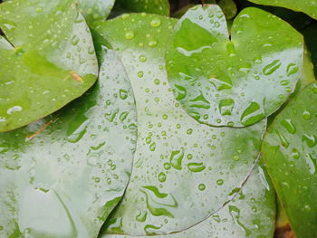 Close-up of water drops on leaves