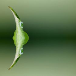 Close-up of green leaves