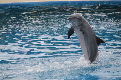 View of bird in sea