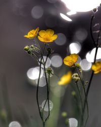 Close-up of yellow flowering plant