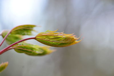 Close-up of flower bud growing outdoors