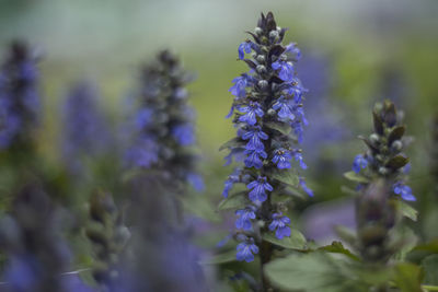 Close-up of purple flowering plant