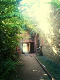 Walkway along trees