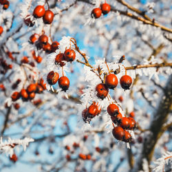 Close-up of berries growing on tree