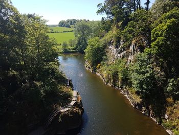 River amidst trees in forest