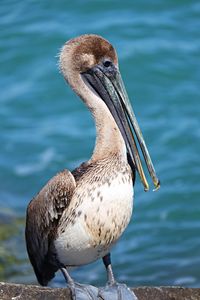 Close-up of a bird