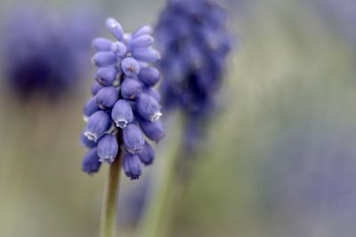 Close-up of purple flowering plant