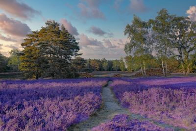 Scenic view of flowering trees on field against sky