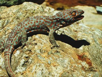 Close-up of lizard on rock