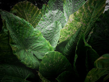 Full frame shot of leaves