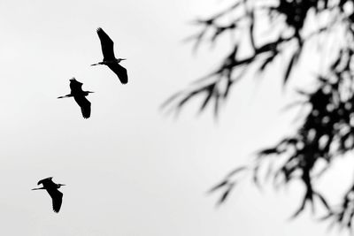 Low angle view of birds flying against clear sky