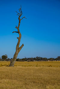 Dead tree on field against clear blue sky