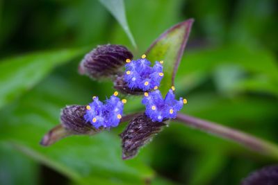 Close-up of purple flowers blooming outdoors