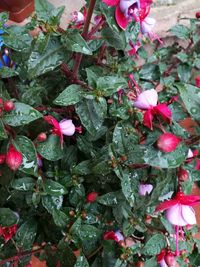 Close-up of flowers in water