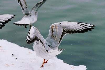 Close-up of birds flying over water