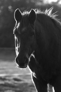 Close-up of horse