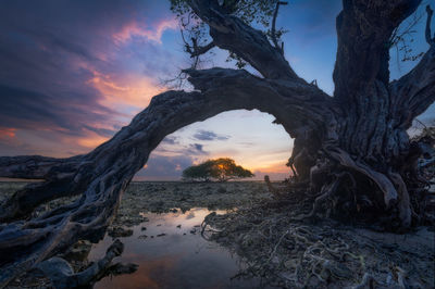 Scenic view of tree against sky during sunset