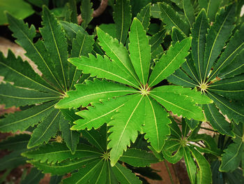 High angle view of dew drops on plant leaves