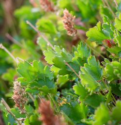 Close-up of plant