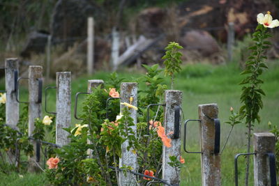 Close-up of lizard on cemetery