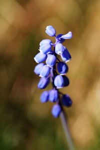 Close-up of purple flowering plant
