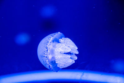 Jellyfish swimming in sea
