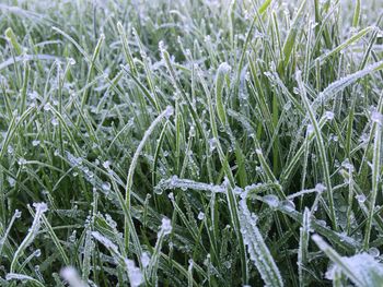 Full frame shot of frozen plants on field