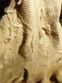 Close-up of snake on sand