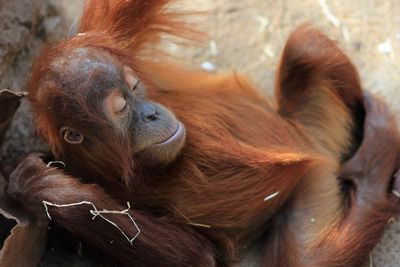 Close-up of monkey sleeping