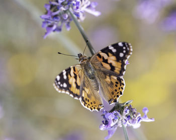 Butterfly on flower