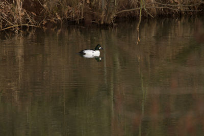 Swan swimming in lake