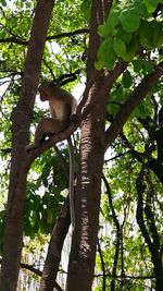 Low angle view of monkey on tree trunk