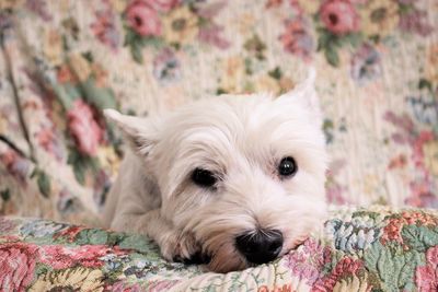 Close-up portrait of a dog