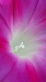 Macro shot of pink flower