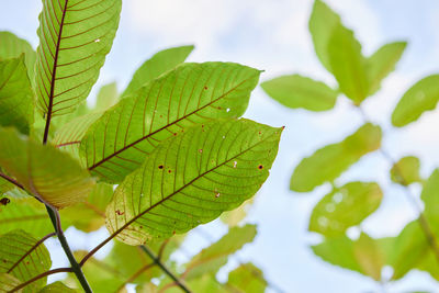 leaf