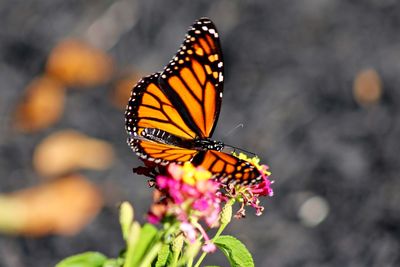 Close-up of butterfly pollinating on flower