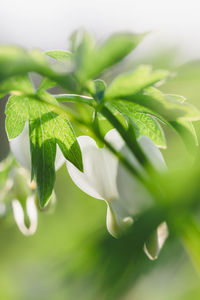 Close-up of fresh green leaves with white flowers