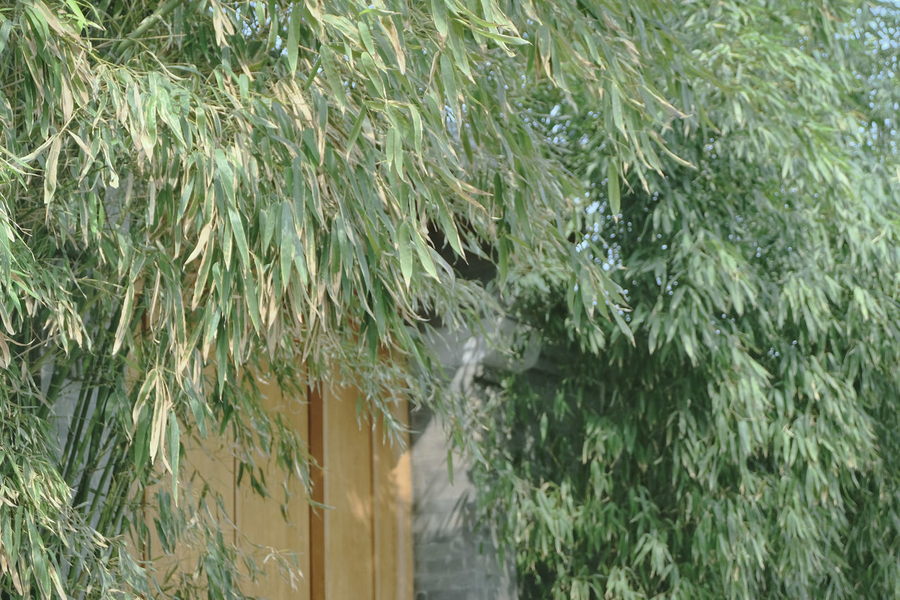 CLOSE-UP OF BAMBOO TREES